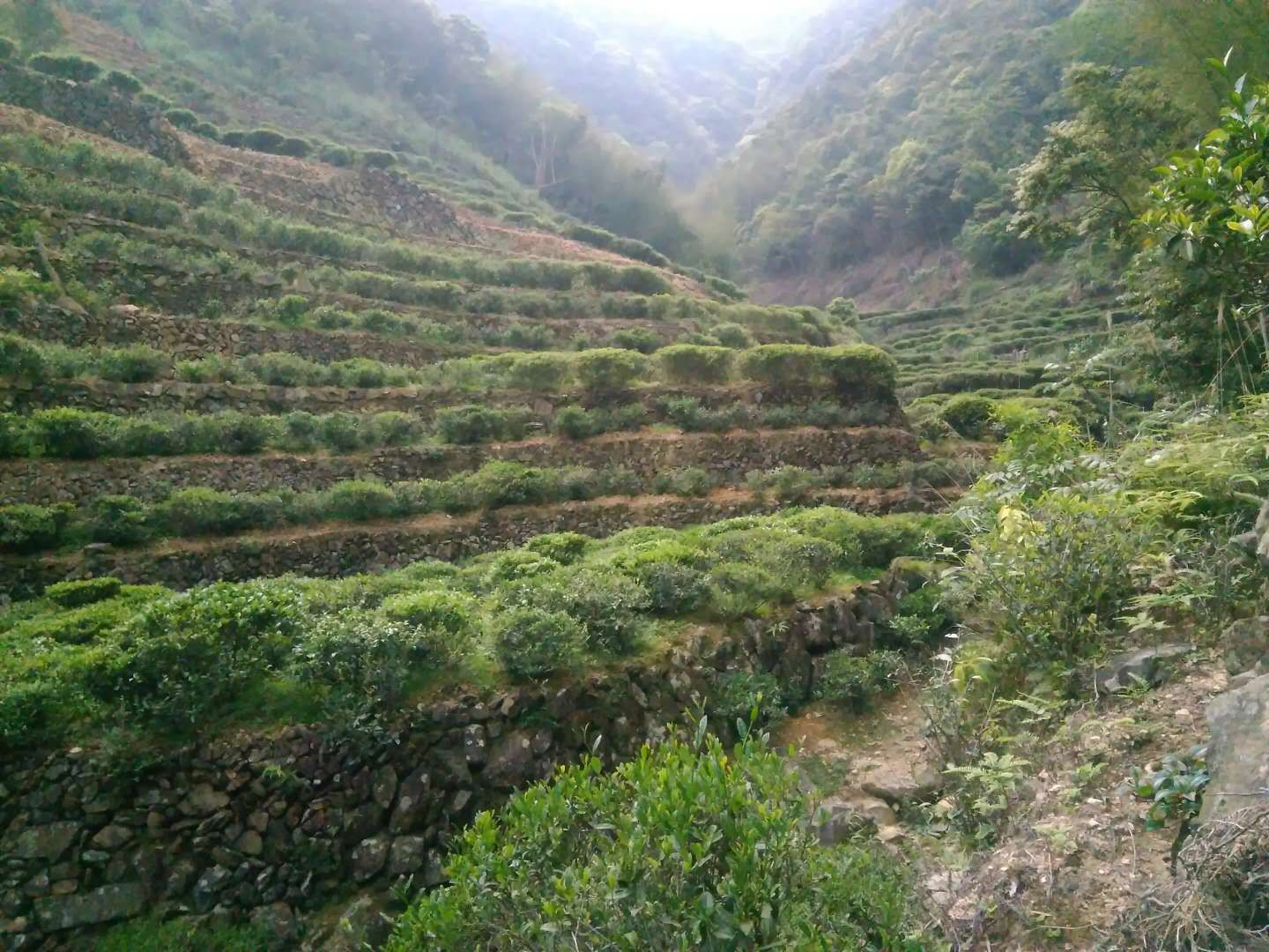 老茶痴带您走近洋西坑绿茶，揭开客家炒绿的神秘面纱(图1)